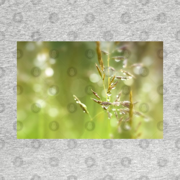 Fresh Green Grass with Dew Drops by heidiannemorris